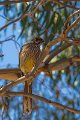 wattle bird